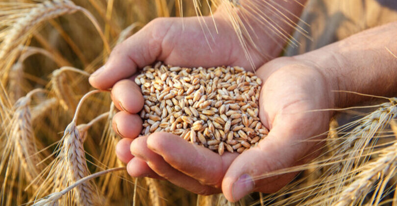 Israel almacena trigo ante posible escasez de alimentos.